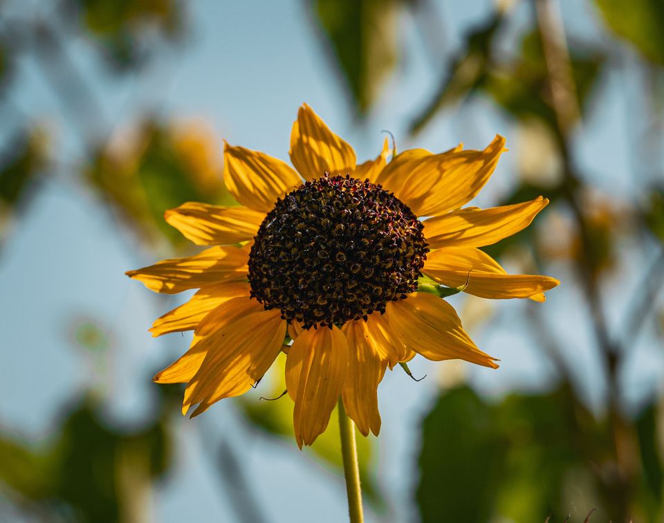 A sunflower against a blurred blue sky